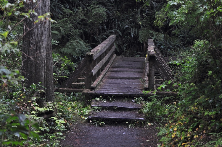 forest bridge